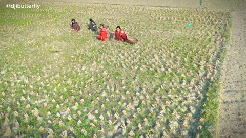 #drone #drone #dronevideo #droneshot #village #villagelife #foryou #foryoutiktok #droneuserrajbari #bangladesh 
