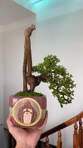Hải châu mini cầm tay như vầy có đủ độc lạ và đẳng cấp chưa quý vị 🥰#bonsai #bonsaitree 