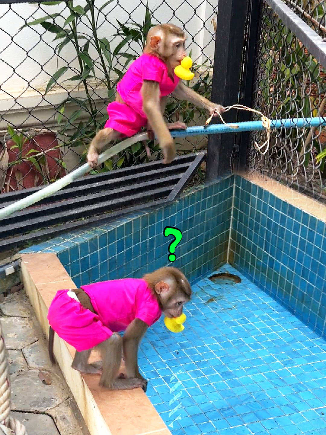 Curious Mody Attempt To Figure Out Why The Water In His Pool Keep Decreasing Rapidly