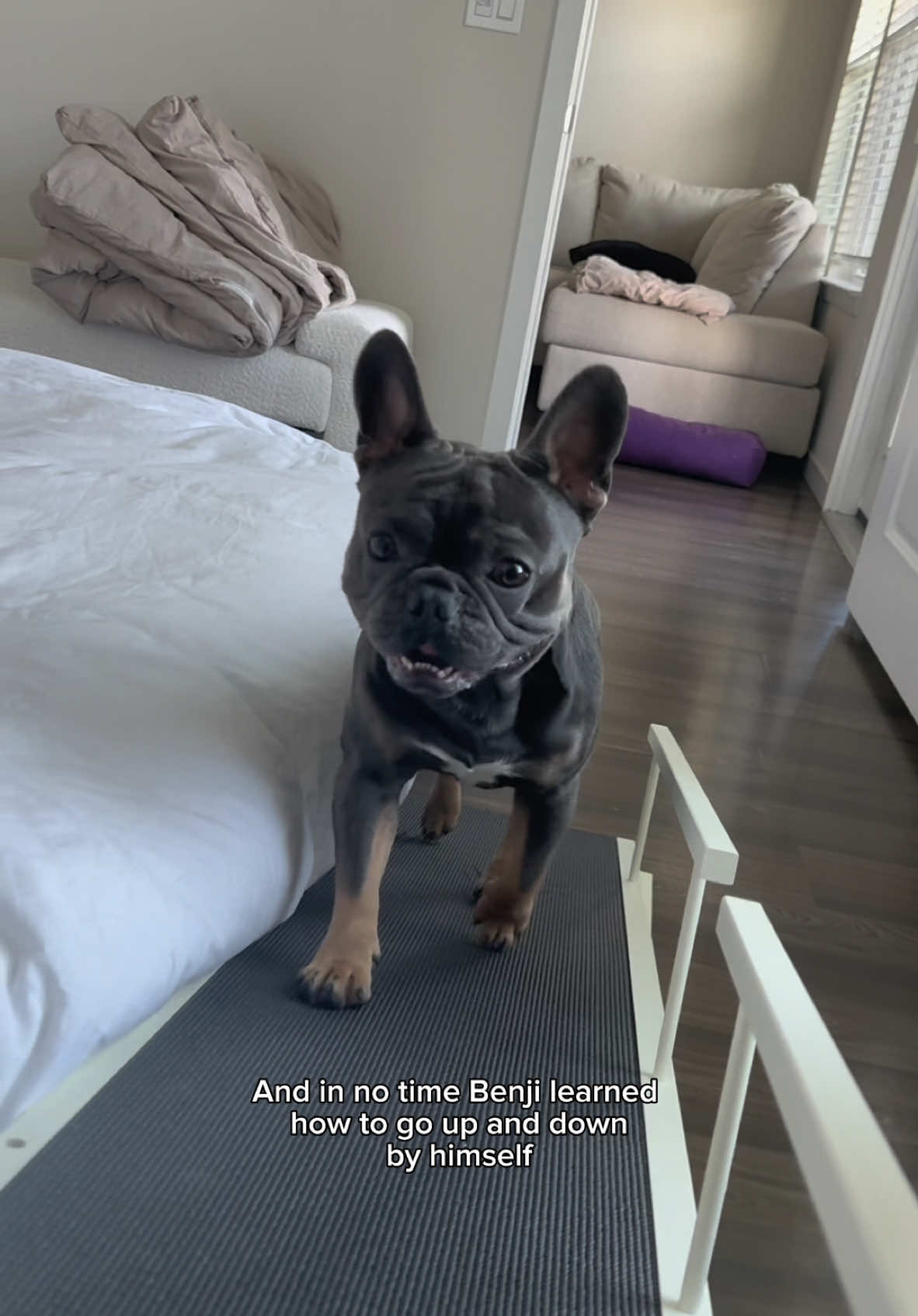 Thank you @doggoramps for our awesome ramp and for helping Benji stay safe! This is exactly what we needed! 🧡  Link in bio or use my code: BENJAMIN15 to save 15% off  #dogsoftiktok #dogs #doggoramps #ramptraining #frenchie #frenchbulldog #frenchiesoftiktok 