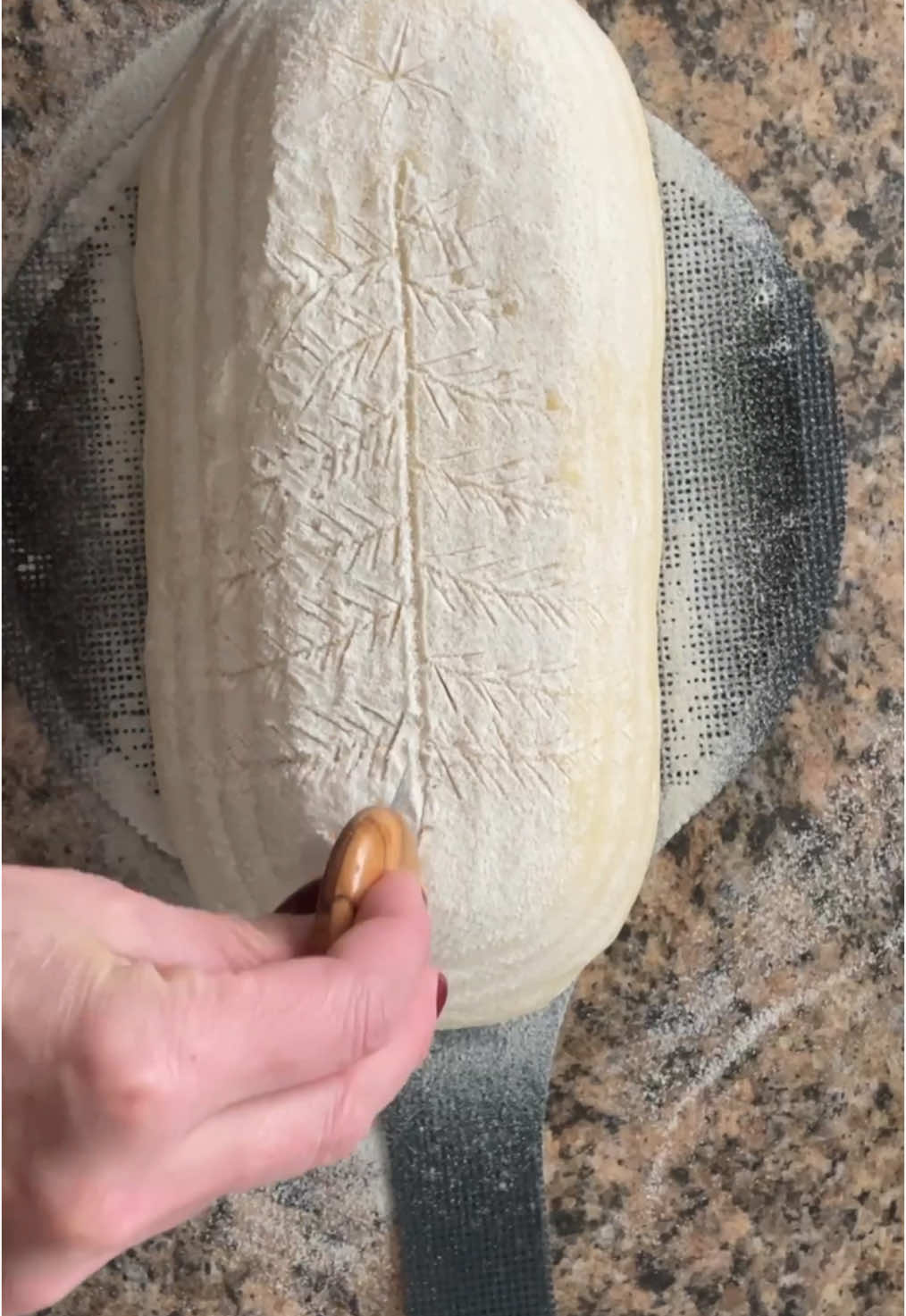 🎄This year, give it to someone special ✨ Sourdough Design: Large Christmas Tree on a batard (oval) loaf. #sourdoughbread #sourdough #sourdoughscoring #holidayfood #christmasfood #christmastree #christmasbread 