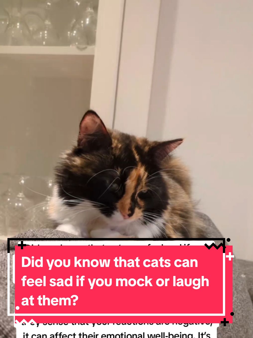 Did you know that cats can feel sad if you mock or laugh at them? #catlovers #kittenlovers #kittensoftiktok #cattok #catsoftiktok #catfacts 