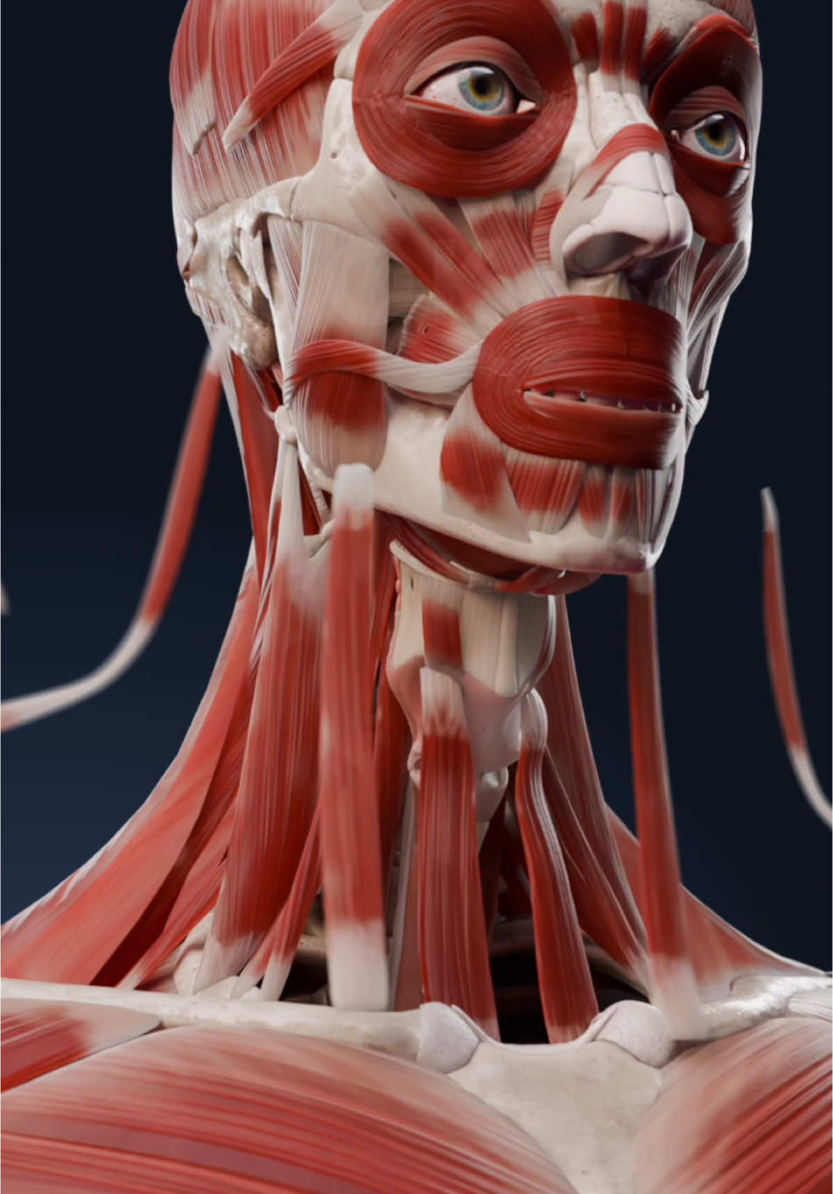 How neck muscles work: a 3D look at neck muscle anatomy   Have you ever wondered how the neck supports your head and enables movement in all directions? The neck muscles are not just about turning your head—they play a crucial role in everything from posture and breathing to swallowing and even speaking.   In this enlightening 3D animation, explore the anatomy of the neck muscles and how they function. Watch as the sternocleidomastoid, trapezius, and scalene muscles work together to allow for rotation, flexion, and extension of the neck. See how these muscles provide stability, protect the spine, and facilitate complex movements that we often take for granted.   Discover the intricacies of neck muscle anatomy with VOKA 3D Anatomy & Pathology, bringing human anatomy to life in ways that textbooks simply can’t!   #neckmuscles #anatomy3D #neckanatomy #physiology #anatomy #pathology #anatomy3d #3danatomy #medstudents #medicalstudents #medicaltsudent #digitallearning #humanbody 