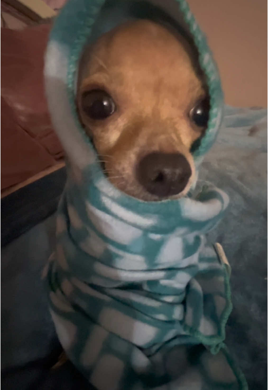 Shes cold 😿 #fypシ゚viral #chihuahua #colddoggo #baldchihuahua #wrinklychihuha #chispa #blowup #foryoupage @dani.Diaz @nick @spidermanwithagun