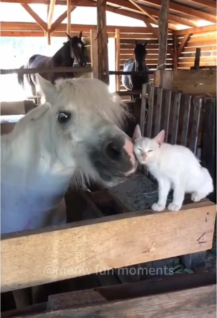 Cat and horse are best friends 🥰#cat #horse #funny #catsoftiktok #pets #funnyvideo #funnyvideo #funnyanimals 