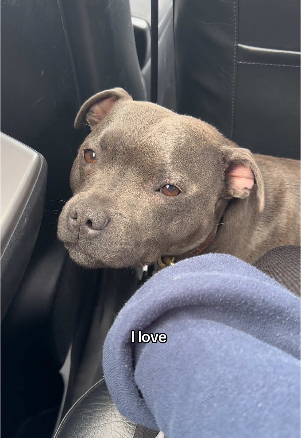 Too much love 🥹 #fyp #dog #staffy #bluestaffy #PetsOfTikTok #cutedog #dogs #staffordshirebullterrier #pitbull #weratedogs #pittie 