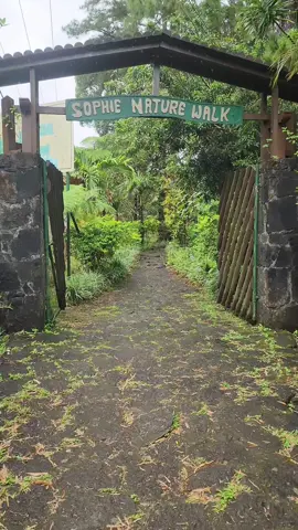 📍Sophie Nature Walk 🌳 #mauritius🇲🇺 #rain #nature #serenity #peace #goodvibes #happiness #forest #fyp #fypviral #viral_video #photography #mauritiustiktok #beauty #goviral #musica 