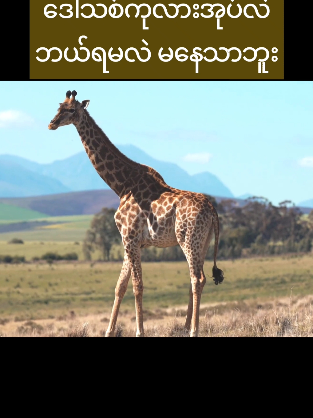 တိရိစ္ဆာန်ဟာသ #တိရိစ္ဆာန်ဟာသ #တိရိစ္ဆာန် #တိရိစ္ဆာန်လှလှလေးများ #fyp #foryou #foryoupage #trending #viral #animaltiktok #lovelyanimal #trmdnnlygm 