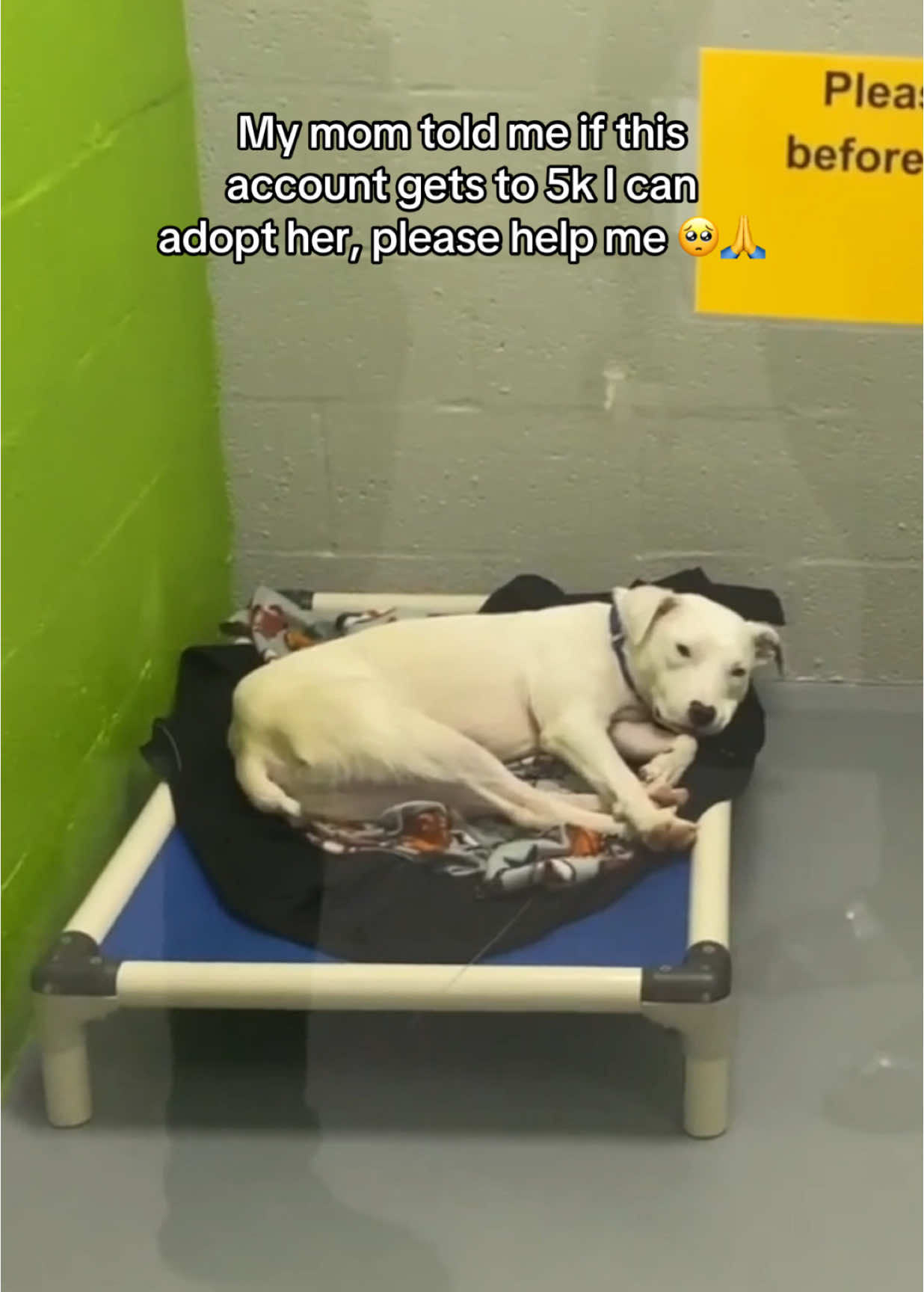 She needs a warm and loving home 🥺💔#puppytiktok 