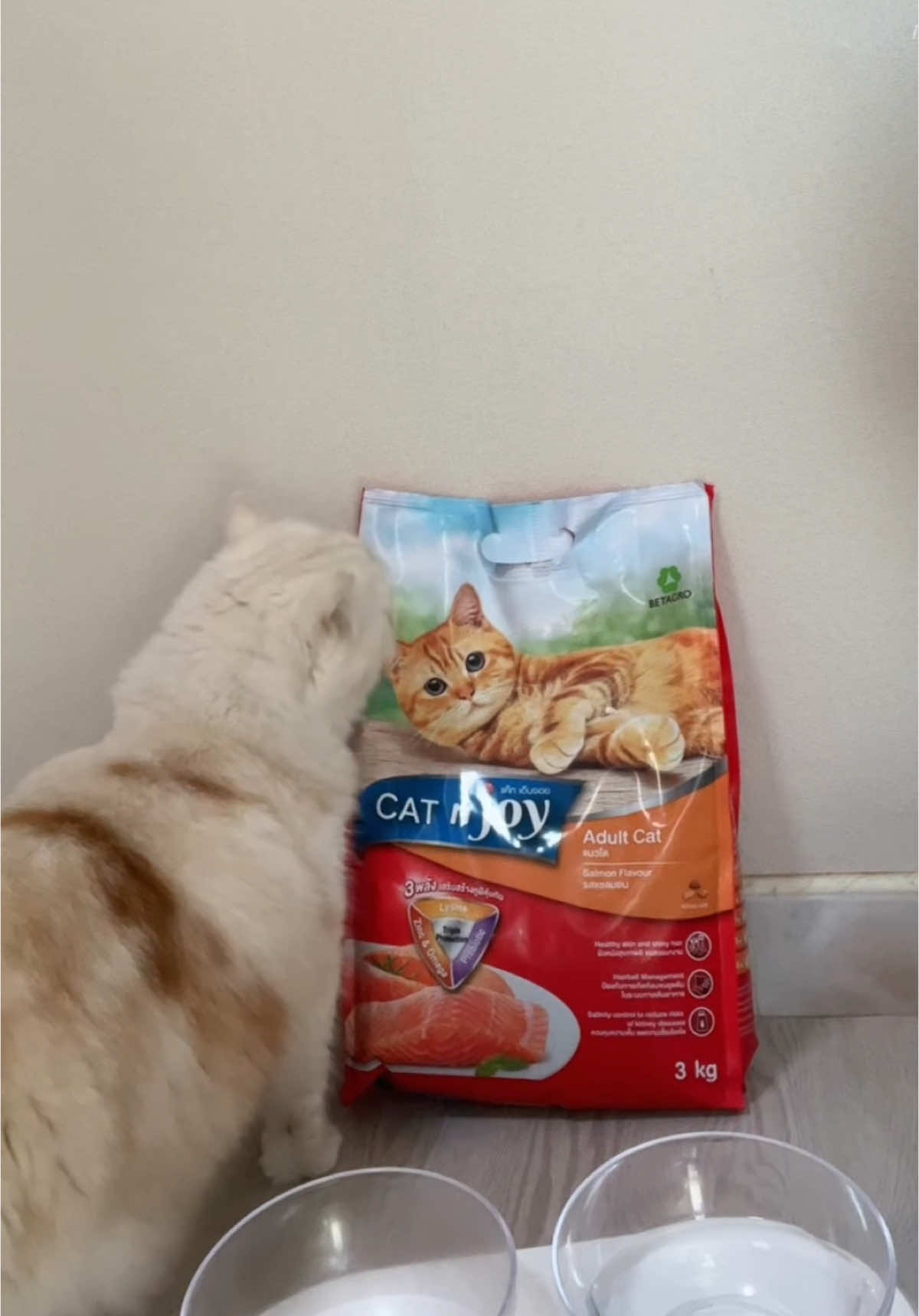 เลือกอาหารให้เหมียวที่เรารัก ก็ต้องเลือก CATnjoy เลยค่า สารอาหารครบถ้วน มีรสชาติที่แมวโปรดปราน เอ็นจอยได้ทุกมื้อเลย #CATnjoy #3พลังเสริมสร้างภูมิคุ้มกัน #แมวจอยได้ด้วยแค็ทเอ็นจอย 