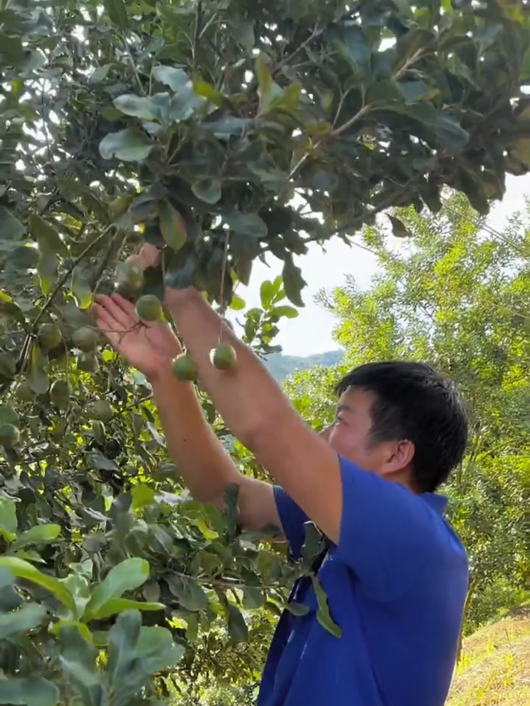 Macadamia nuts harvest so fresh from beautiful farming #fruit #fresh #nature #harvest 