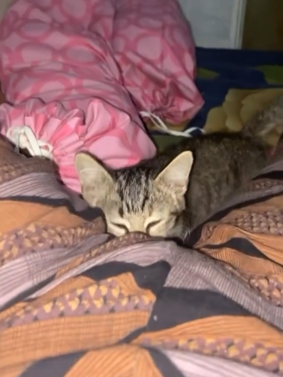 😺: Wangi ikan #kucing #kucinglucu #videoviral #fyp #masukfyp #sigemess