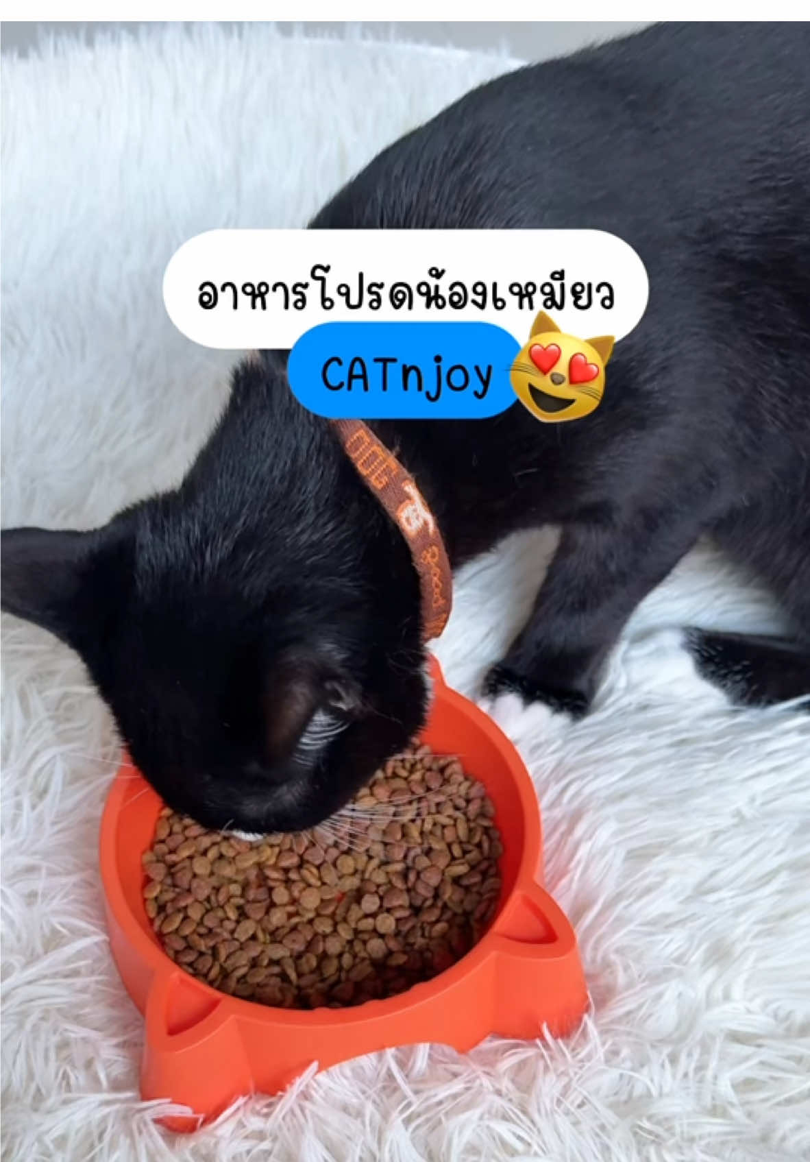 แนะนำเลย อาหารแมว CATnjoy เหมียวๆแข็งแรง แม่ๆก็แฮปปี้งับ  #CATnjoy #3พลังเสริมสร้างภูมิคุ้มกัน #แมวจอยได้ด้วยแค็ทเอ็นจอย