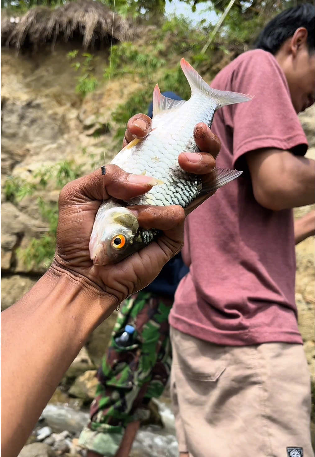 Mancing ikan di sungai sangat syahdu bolo apalagi dapat jackop ikan besar seperti ini #mancingmania #mancing #mancingmaniamantap #microfishing #mancingikan #mancingsungai #indruzmancing 