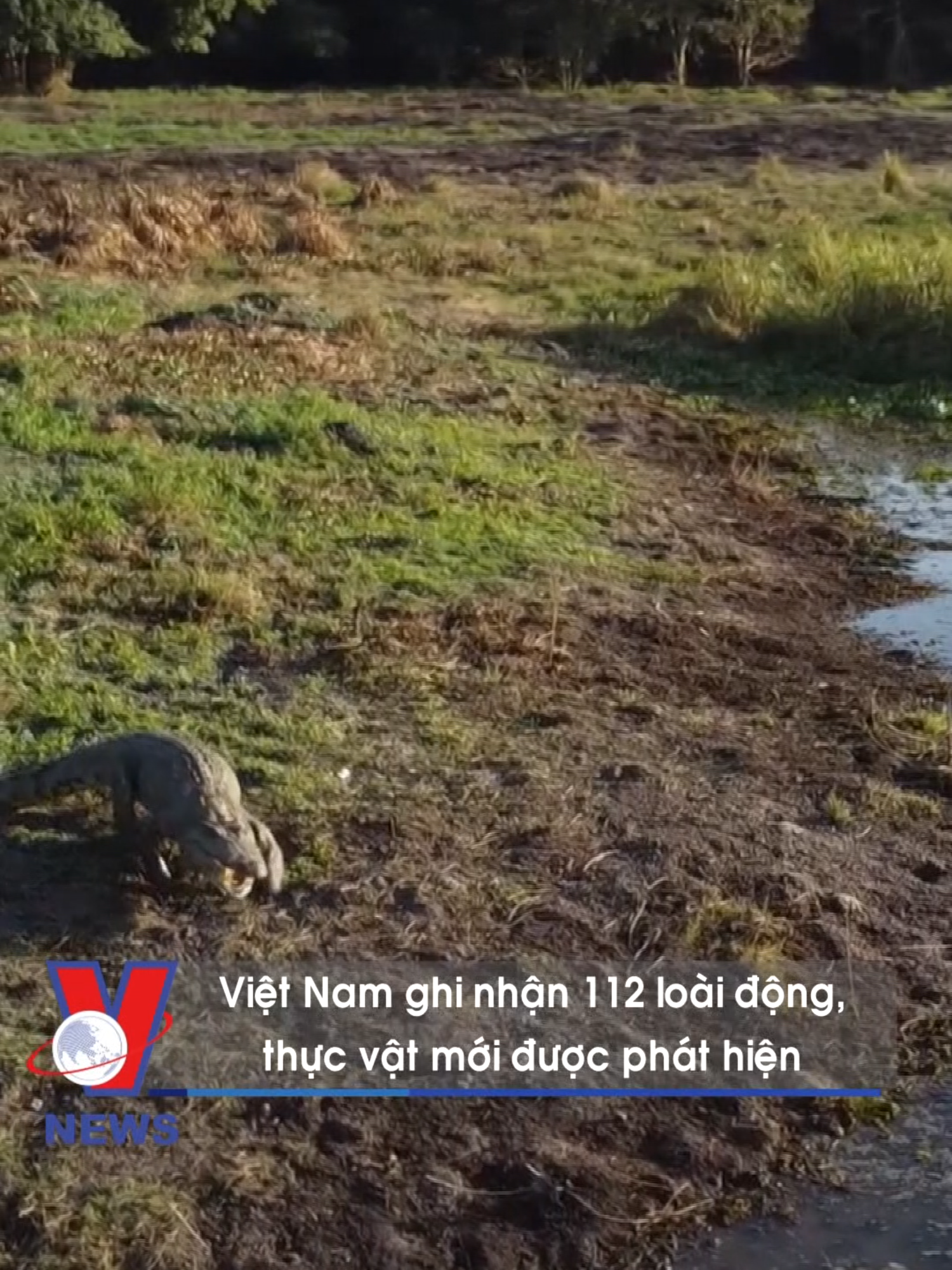 Theo báo cáo điều tra loài tại Tiểu vùng sông Mekong mở rộng năm 2023, trong tổng số 234 loài mới vừa phát hiện có 112 loài mới tại Việt Nam #vnews