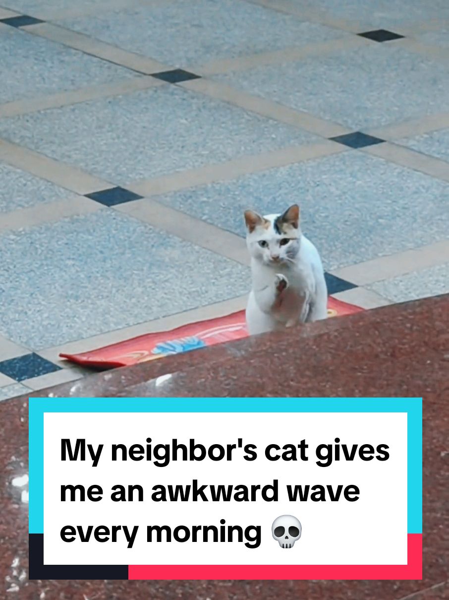 My neighbor's cat gives me an awkward wave every morning 💀 #awkward #funnycats 