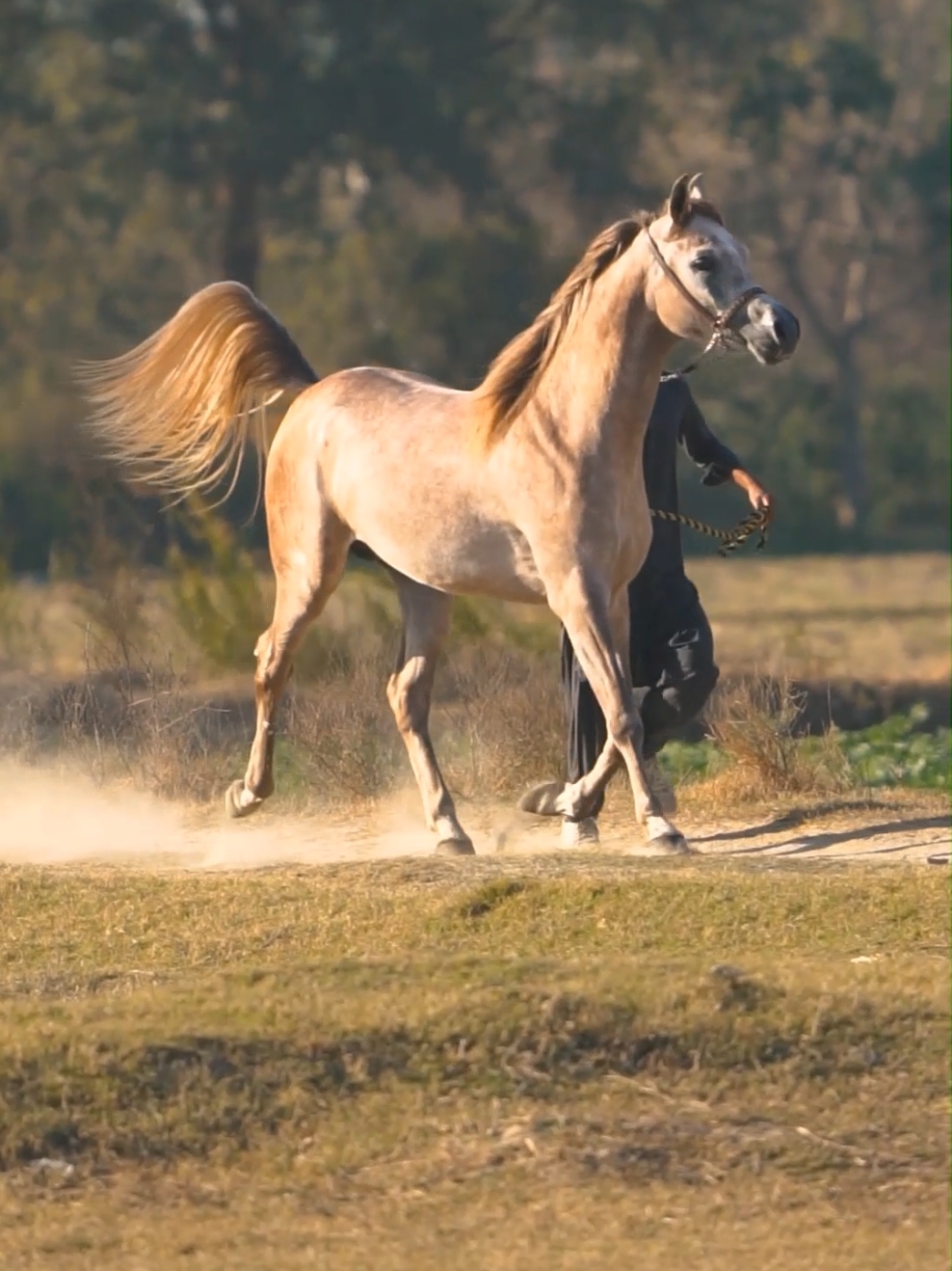 میں سوز محبت ہوں میں ایک قیامت ہوں The Breeding Results Of Eesa Farm 🐎🐴🐎  #sardarshanikhan #ArabTikTok #trendingvideo #horseoftheday #horsesoftiktok #topgunmode #horseshow #colt #arabianhorse #arabhorse #arabtiktok #arabianbreed #fyp #trendingvideo #qawali #breeding #results 