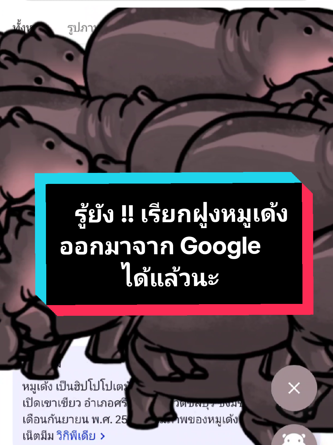 เล่นกันรึยัง เราเรียกฝูง #หมูเด้ง ใน Google ออกมาได้ด้วยนะ !!!! สมกับเป็นซุปตาร์ระดับโลกจริงๆ อากู๋ถึงกับทำ doodle สนุกๆ ให้น้องเลยค่า 🦛🦛🦛 #moodeng #Google #googledoodle #hippo