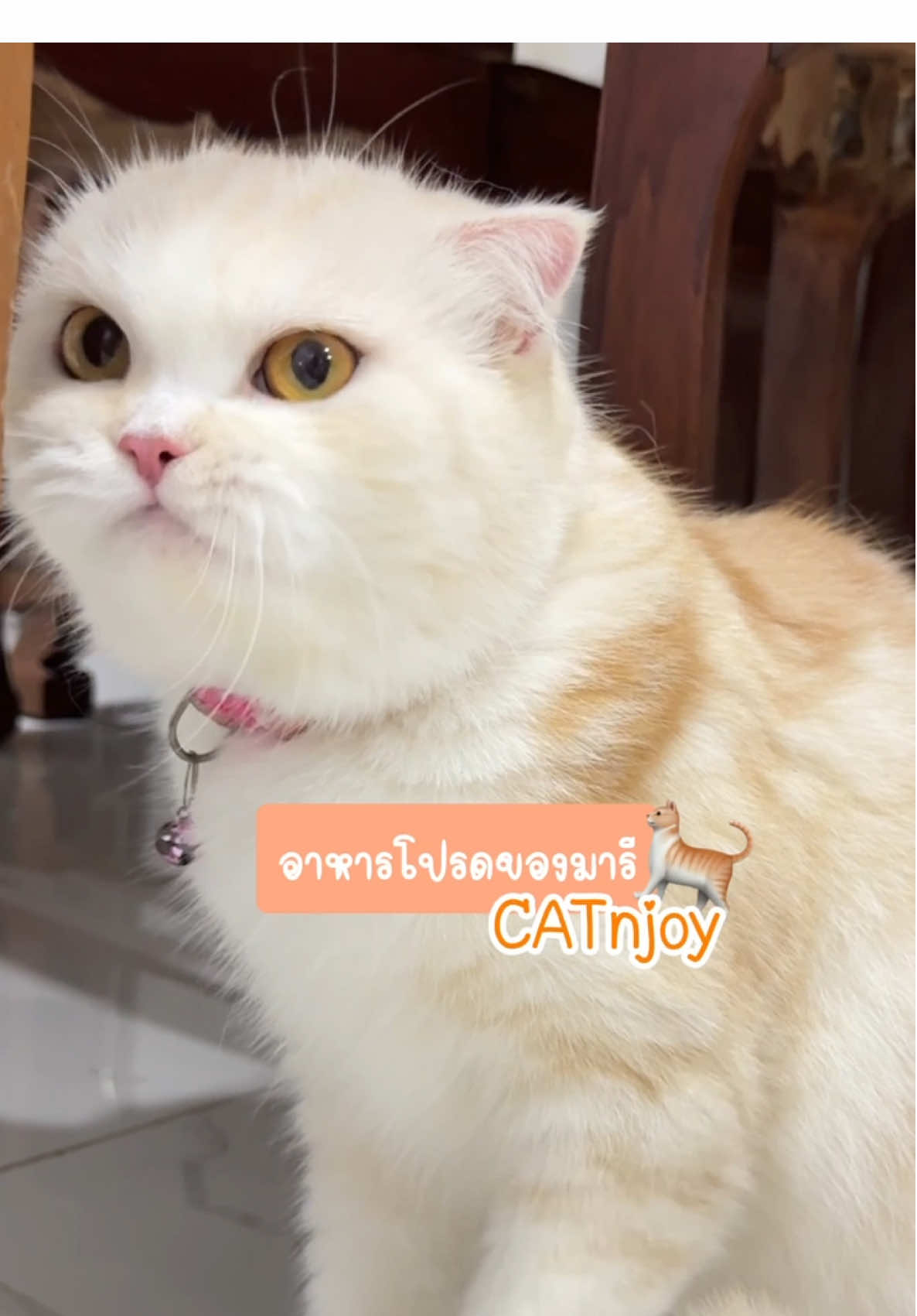 แมวมารีถูกใจสิ่งนี้มากกกก ก.ไก่ล้านตัว อาหารน้องแมวโตCATnjoy🐈สำหรับแมวอายุ 1ปีขึ้นไป เททีไรมุงกินตลอด😜แมวบ้านนี้เอ็นจอยอีทติ้งสุดดด#CATnjoy #3พลังเสริมสร้างภูมิคุ้มกัน #แมวจอยได้ด้วยแค็ทเอ็นจอย 