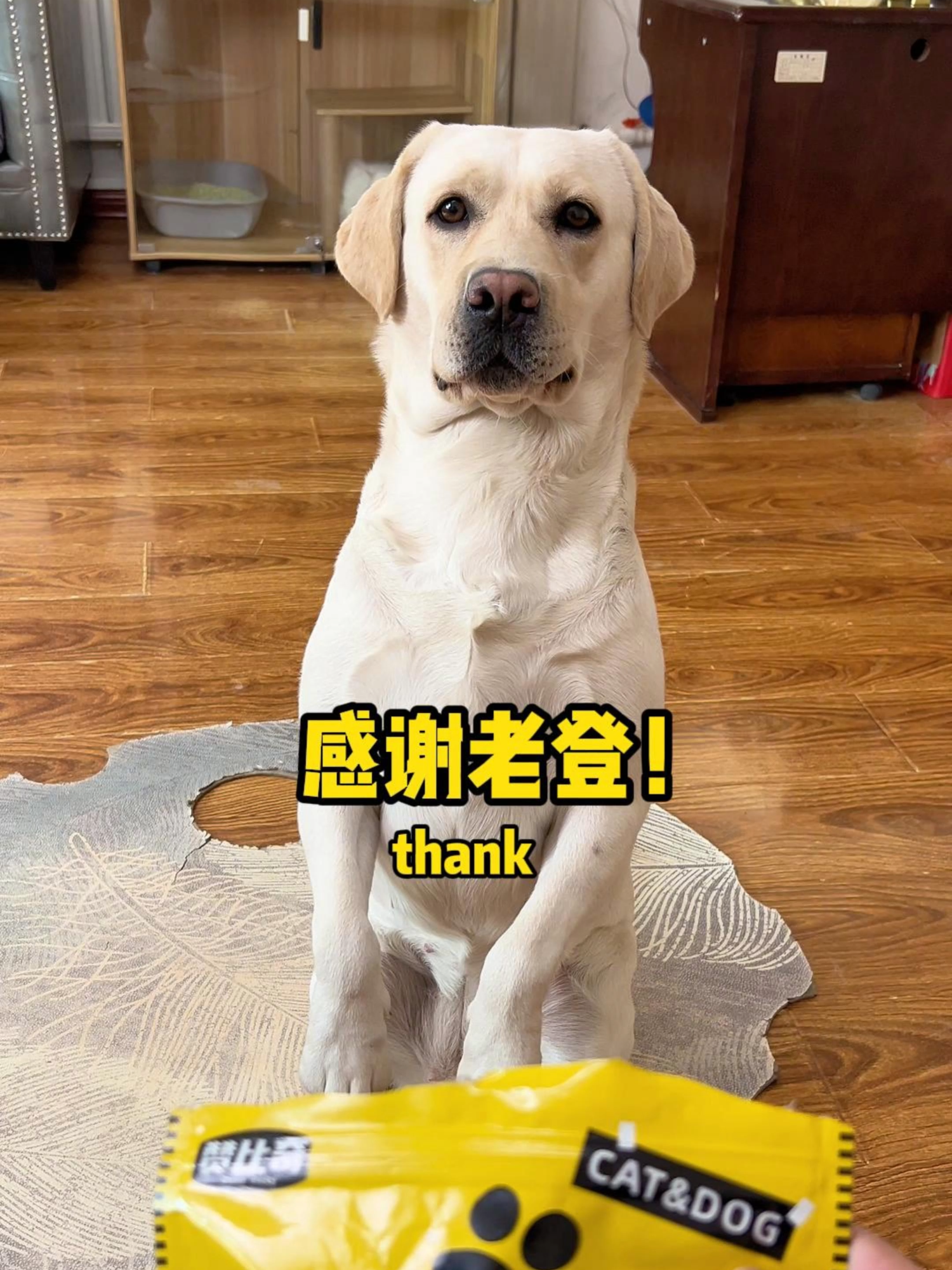 狗狗听懂话不是很简单么!? Isn't it easy for dogs to understand words!?#萌寵 #搞笑 #拉布拉多 #doglover #Labrador #寵物 #labradorpuppy #funnydog #cute #pets #dog #funnyvideo #funnydog​​​​​​​​​​ #funny