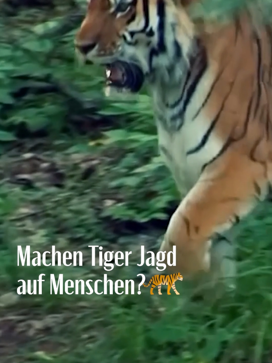 Machen Tiger Jagd auf Menschen? 🐯 #tiger #tierschutz #animals #animalsoftiktok #überleben #natur #wildlife #russland #russia 