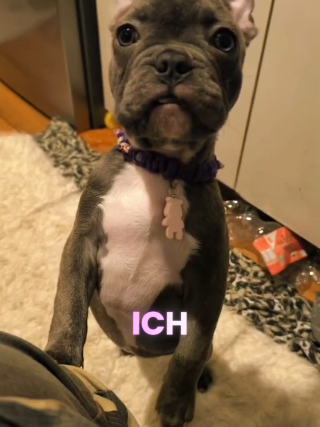 Nix bekomme ich hier zu essen, das ist eine Frechheit  #frenchieluna💙 #hundeliebe #frenchiebaby #welpe #flei #französischebulldogge #frenchie #teammadditv 