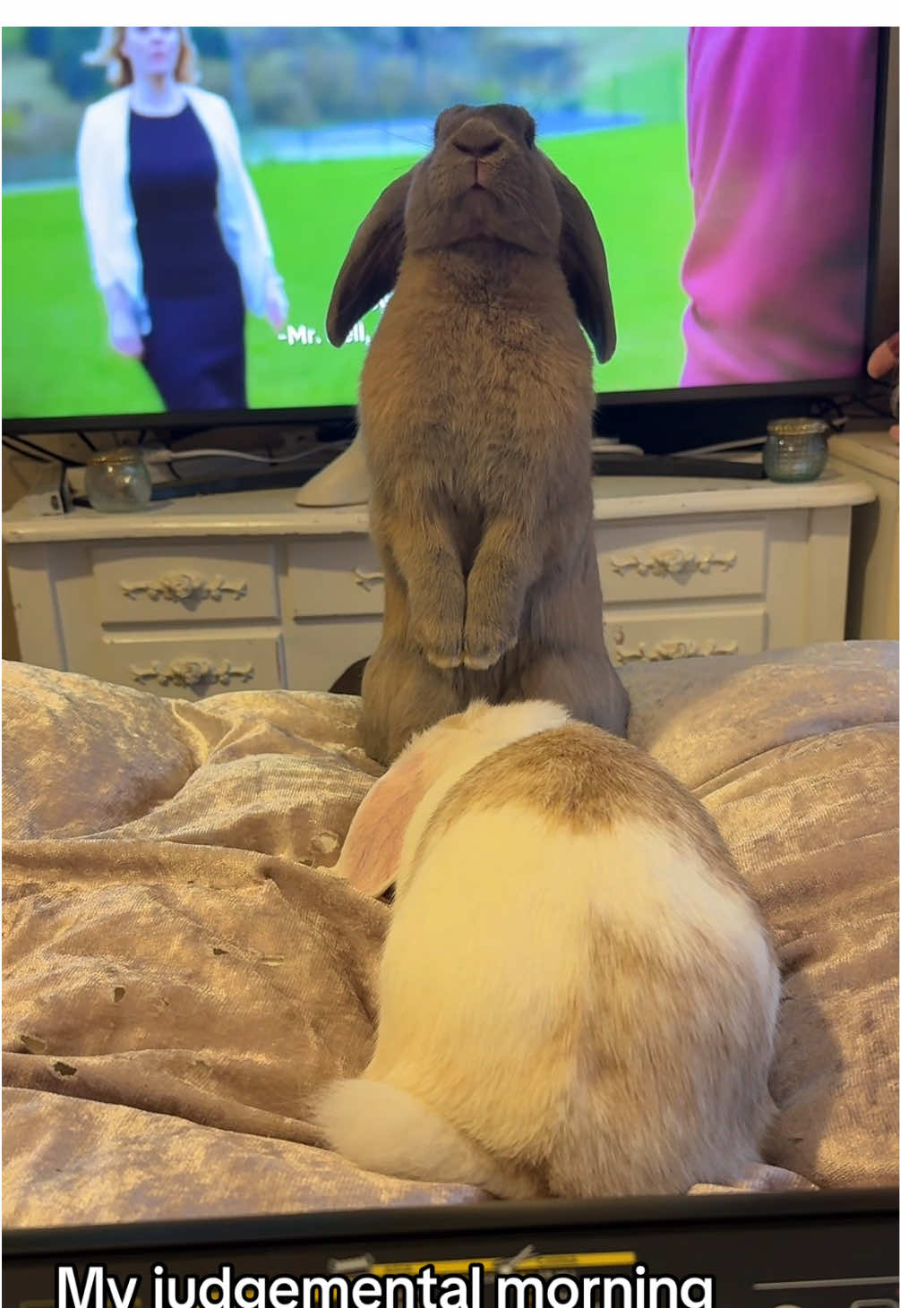 When I sing and play I always have my eyes closed in a “zone out” way, so I always get a feeling im being watched 😭😂💀…. Did I mention I LOVE my bunnies? 😍🥰 #rabbitsoftiktok#bunnysoftiktok#indoorrabbit#indoorbunny#bunnygirl#rabbits#music#musictok#artist#songwriter#songwriting#musicalproblems#musician#singer#fyp#foryoupage❤️❤️#trendingvideo 