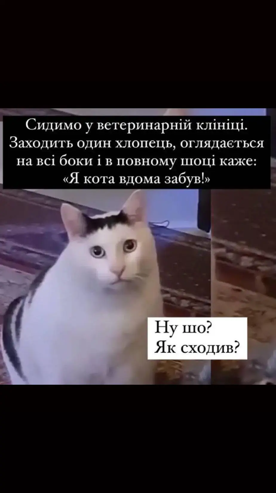 #сміхота😂😂  #котячіприколи 