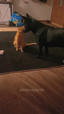 Cat vs dog 🤣#cat #dog #funny #catsoftiktok #funnyvideo #funnyanimals #pets 