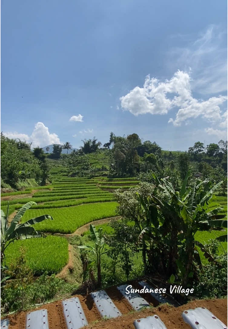 Pemandangan alam pedesaan yang indah #pedesaan #sawah #pemandangan #lembursunda #lagusunda 