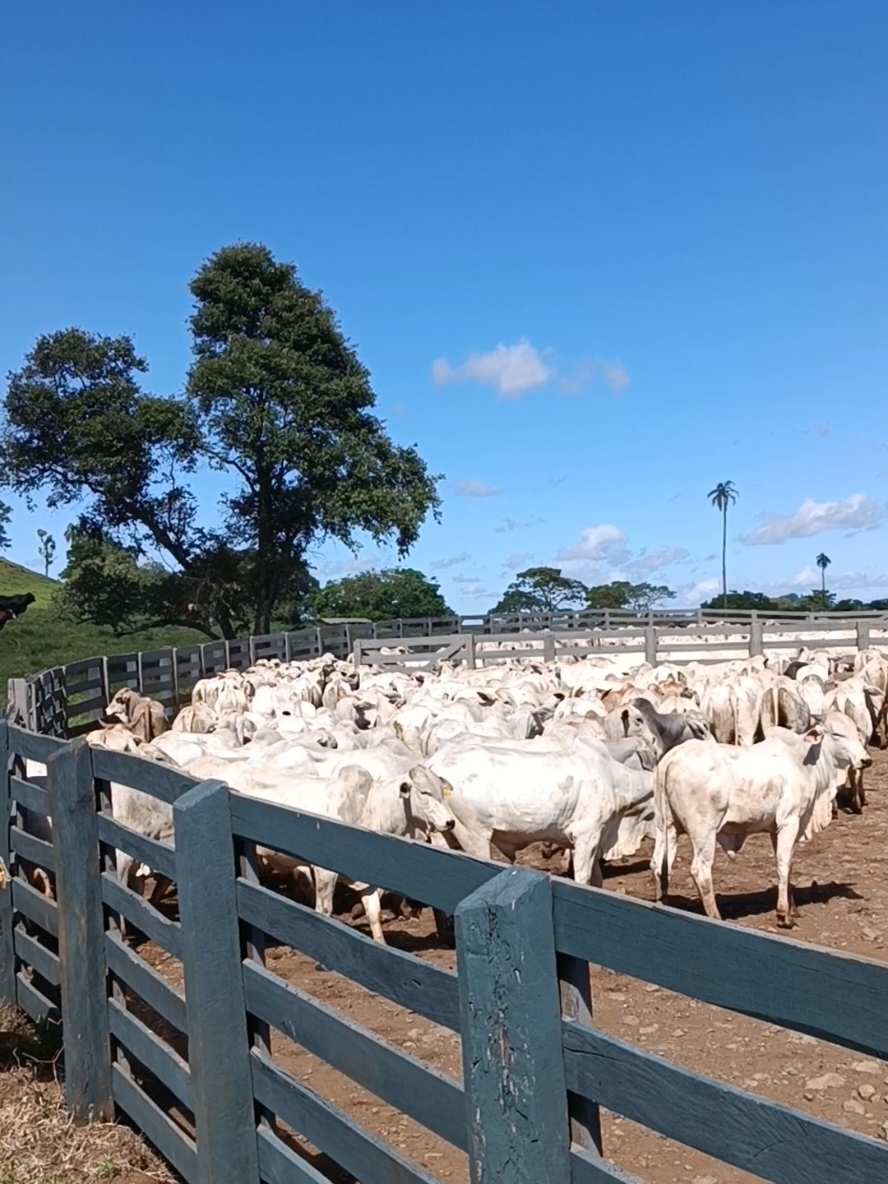 ESSA MODA É DE RACHA O CORAÇÃO NO MEIO 💔#lidadegado😍😍😍 #pecuariabrasil🇧🇷🐂🐂🐂🐂 #pecuariasemfronteira #boiadabruta #FAZENDA 