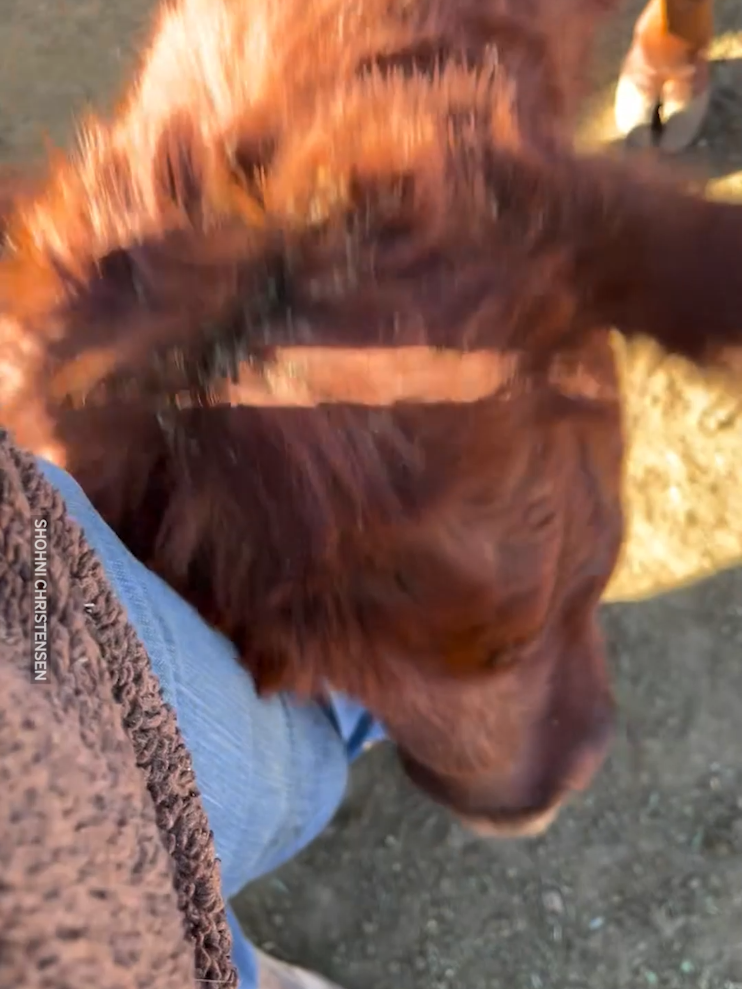 Is It A Cow Or Is It A Dog? 🐮 #cow #cows #dog #headscratches #scratch #scratching #farmanimals #adorable #cute #babycow #fyp