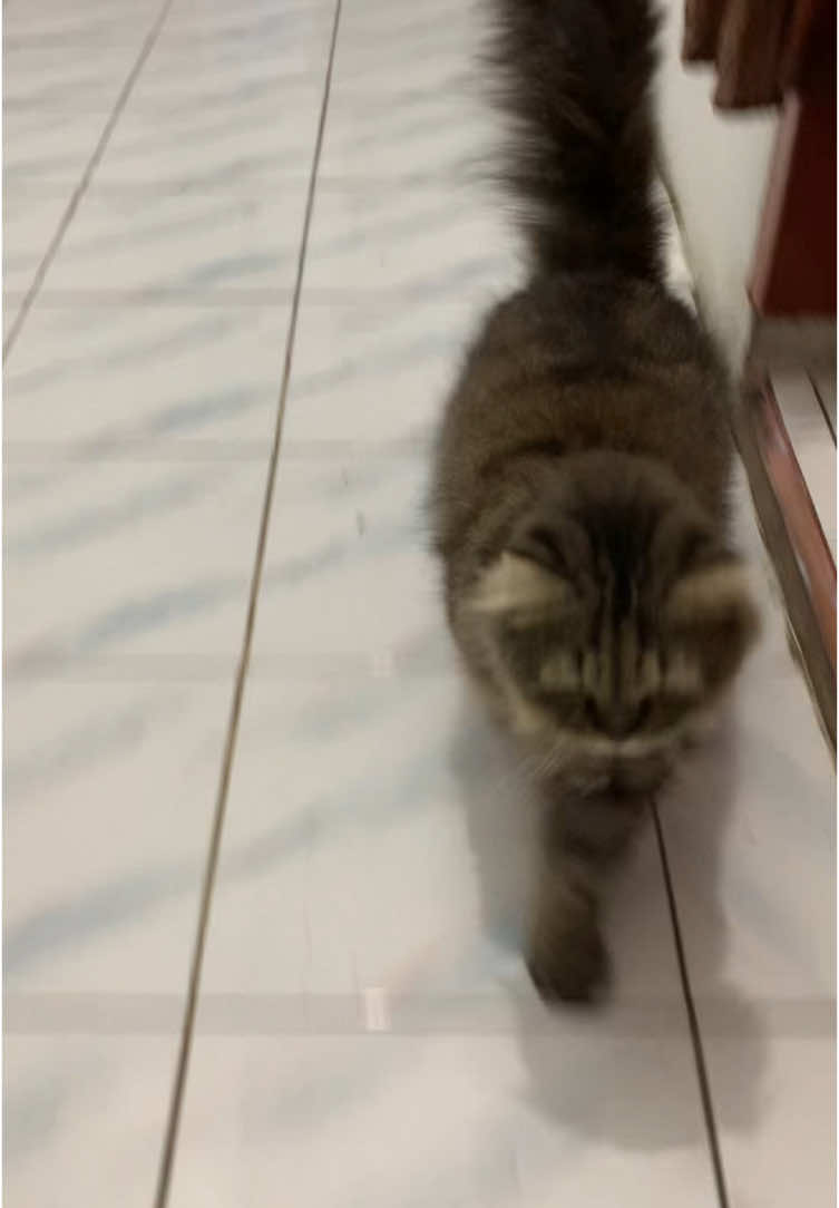 #fypシ゚viral #cat #catsoftiktok #catlover 