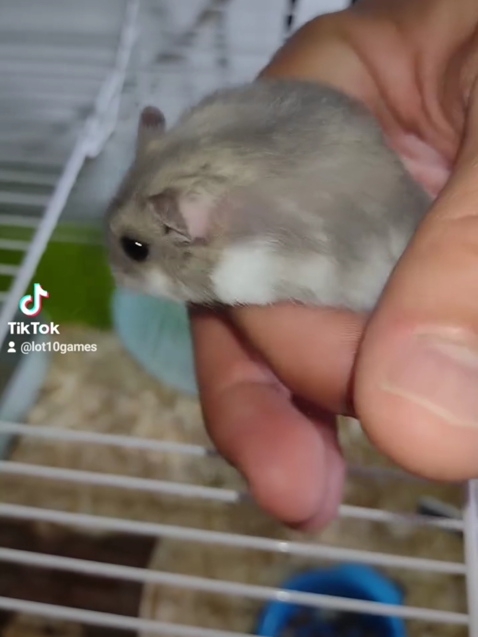 Câți kilometri fuge un hamster într-o noapte?