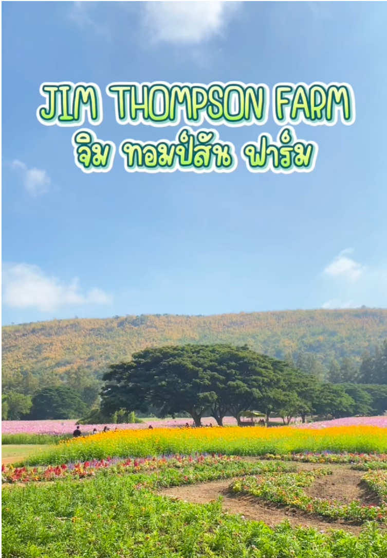 👉🏻 จิม ทอมป์สัน ฟาร์ม เปิดแล้วค่ะปีนี้ ในธีม 🌾“อีสานเอิ้นหา (Isan Calling)”⛰️ เข้าชมได้ถึงวันที่ 1 ม.ค.68 ที่ ปักธงชัย จ.นครราชสีมา 🌸 มาชมทุ่งดอกไม้สีสันสดใส ผลงานศิลปะกลางทุ่ง เดินเที่ยวชมนิทรรศการในหมู่บ้านอีสาน ใครไม่มาคือพลาดมาก  #จิมทอมป์สันฟาร์ม #ปากเต่ารีวิวโคราช #JimThompsonFarm2024 #ISANCALLING #อีสานเอิ้นหา #ทุ่งดอกไม้  #รีวิวโคราช #โคราช #สวนดอกไม้ #ที่เที่ยวโคราช #tiktokพาเที่ยว #สวนดอกไม้โคราช #ปักธงชัย #ปากเต่าchannel #ปากเต่าพาเที่ยว #เที่ยวนครราชสีมา 