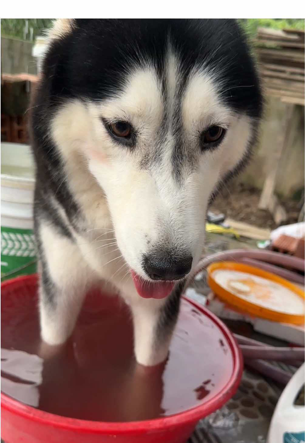 Người xách dép idol, vậy có ai xưng phong rửa chân cho idol ko nè :)))#pet #husky #bapthui #cutedog #xhtiktok 