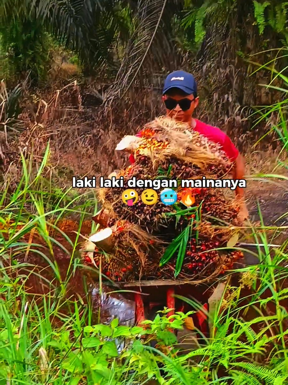 oleng dikit masuk paret🤣 #ngangkongsawit #kulisawit #panensawit  #kuli #sawit 