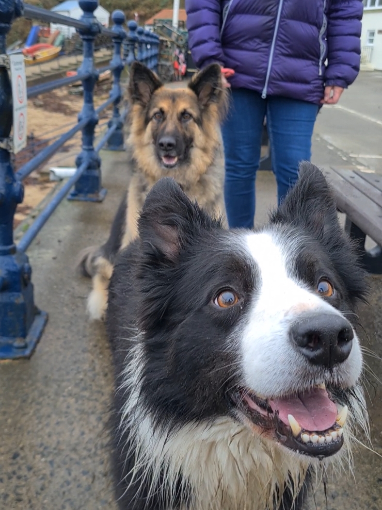 Replying to @absolutelynobody2222 I Have seen the video now, your comment caused chaos 👏🏾, well done 😅 #fetchking #collie #germanshep #annoying 