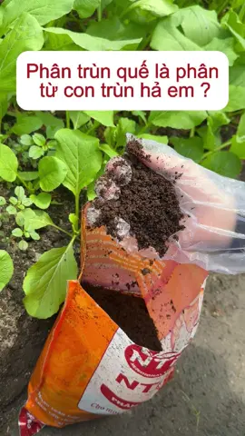 Khám phá lợi ích từ phân trùn quế nha #phantrunque #phannhapkhau #nongnghiepvui #NTF