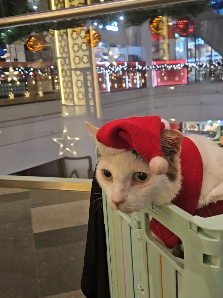 busy santa checking out star vista! #singapore #sgtiktok #tiktoksg #fyp #kittens #cats #catlife #kitty #cat #cutecats #cutecat #adoptdontshop #sgcats #cattok #singaporecats #catsofsg #catsoftiktok #PetsOfTikTok #commcatsg #hdbcatsg #catloversclub #cutekitty #seniorcats #keepbeingyou #wedontdeservecats #adventurecat #buonavista #starvista #christmas #christmas2024 #merrychristmas #christmastree #christmashat 