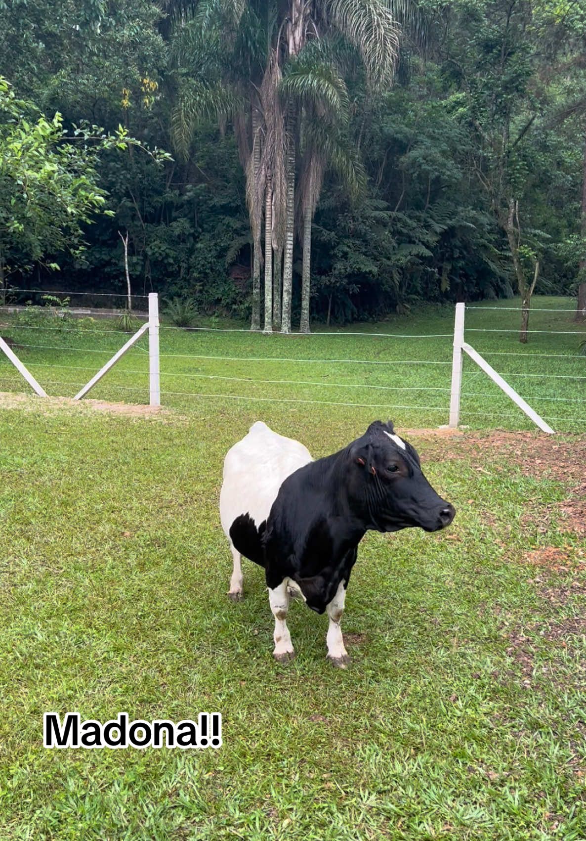 Novo espaço das mini vaquinhas! Olhem a felicidade da Madona❤️🐮🙃 #miniholandes #minivaca #foruyou #minianimais #madonna #fypp #viral_video 