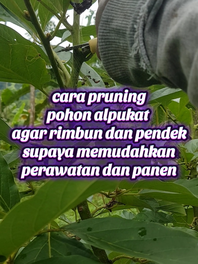 cara pruning alpukat agar rimbun dan pendek supaya memudahkan perawatan dan pemanenan #petanialpukat #petanimuda #petanisukses #petanimilenial #petani #wonosobozone @sorotan 