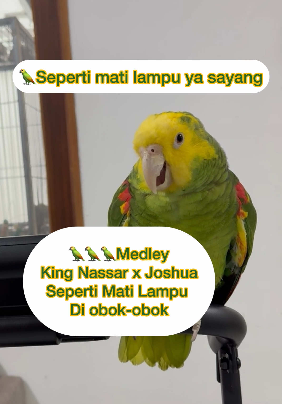 King Jojolini Lagi konser tiba2 mama dateng, auto berubah mode jadi anak soleh langsung ngaji 🦜#jojo #jojolini #jojotheamazon #doubleyellowheadamazon #amazonparrot #animals #fyp #animallover #kingnassar #kingjojolini 