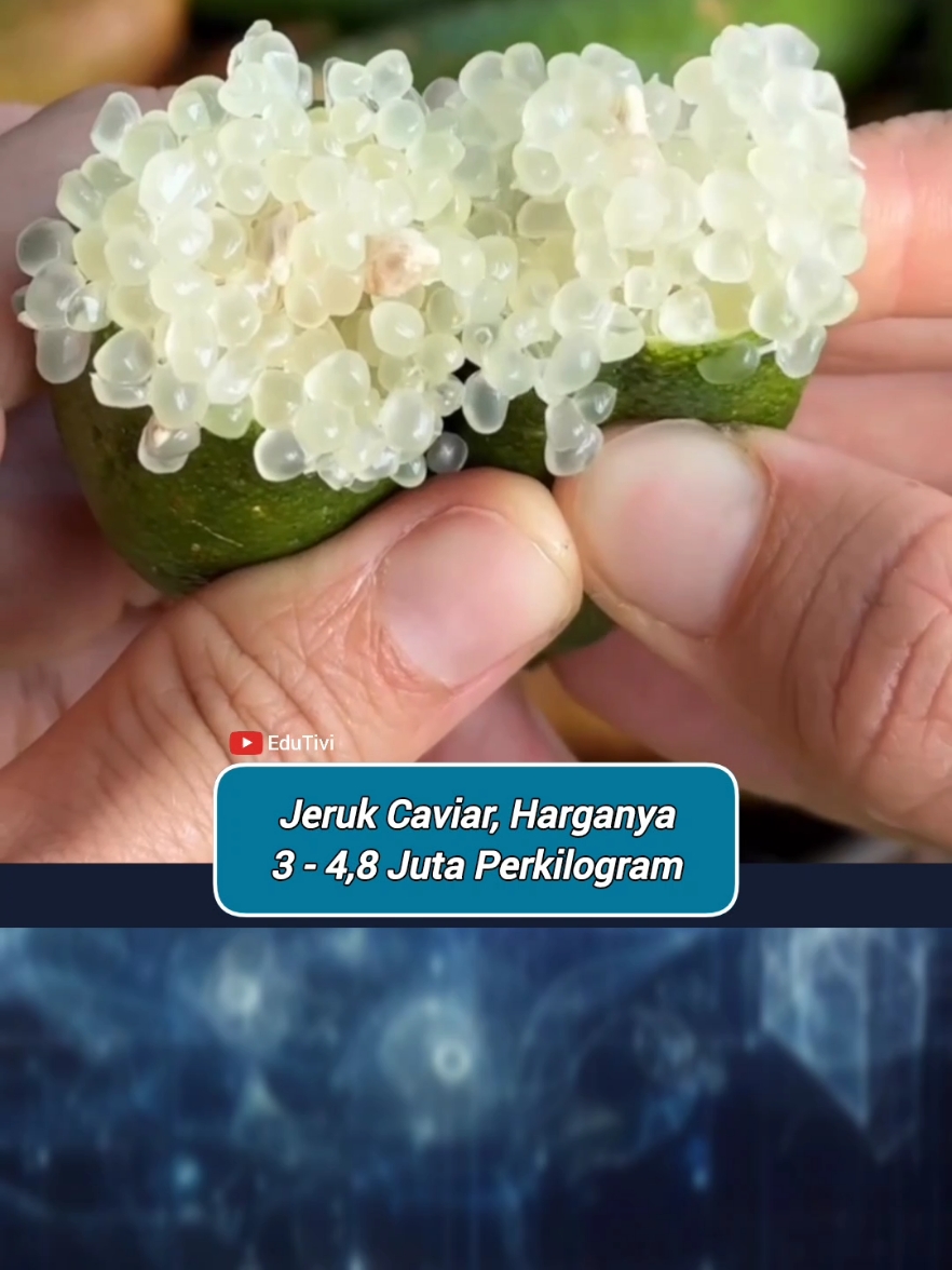 Jeruk Caviar atau di sebut juga Finger Lime