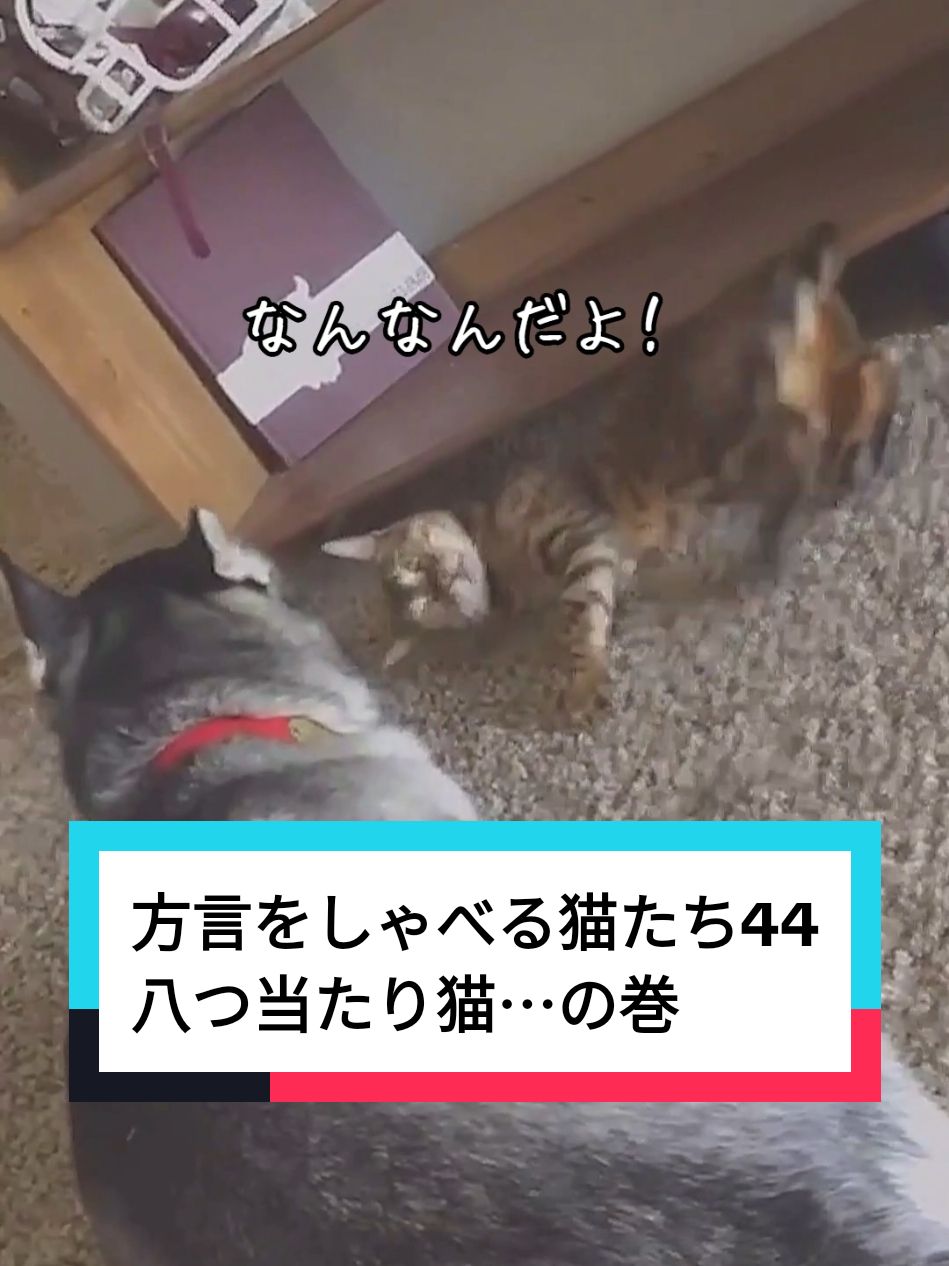 方言をしゃべる猫たち44 八つ当たり猫⋯の巻 #猫 #猫動画 #猫おもしろ #アテレコ 