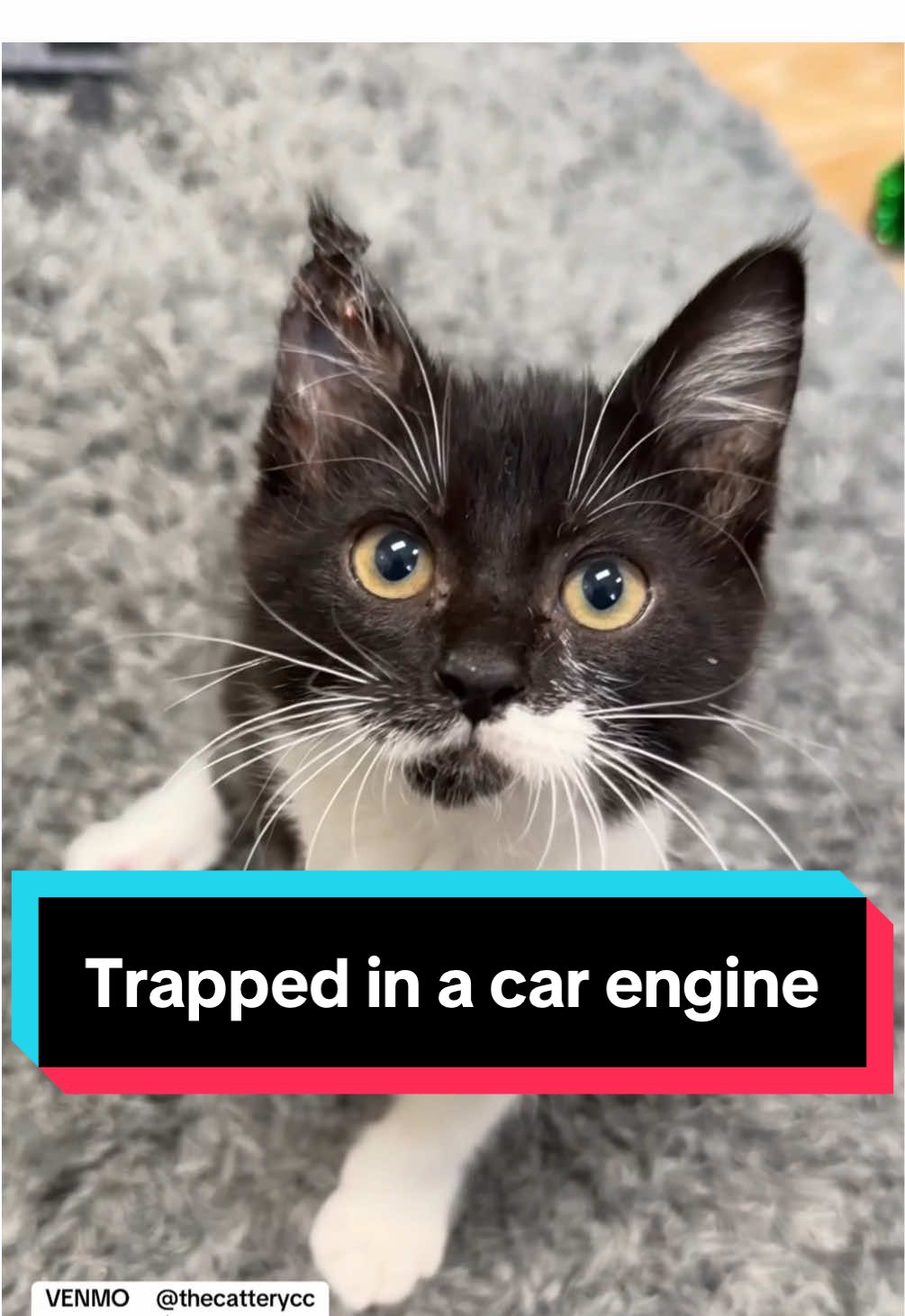 It isnt uncommon for cats to hide in car engines. This kitten is lucky to be with us ❤️‍🩹 #kitten  #kittenrescue #kittentok #savinglives #cats #kittensoftiktok #tripodcat #surgeryrecovery #catrescue #helpcats #medicalcase 