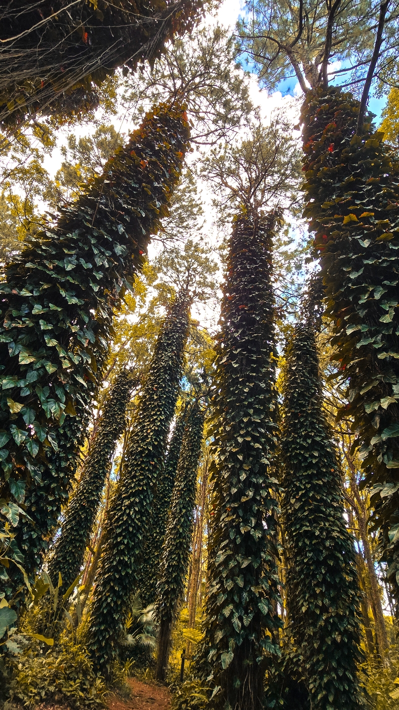 sophie nature walk . MAURITIUS  #discovermauritius #nature #mauritius @Noe William 