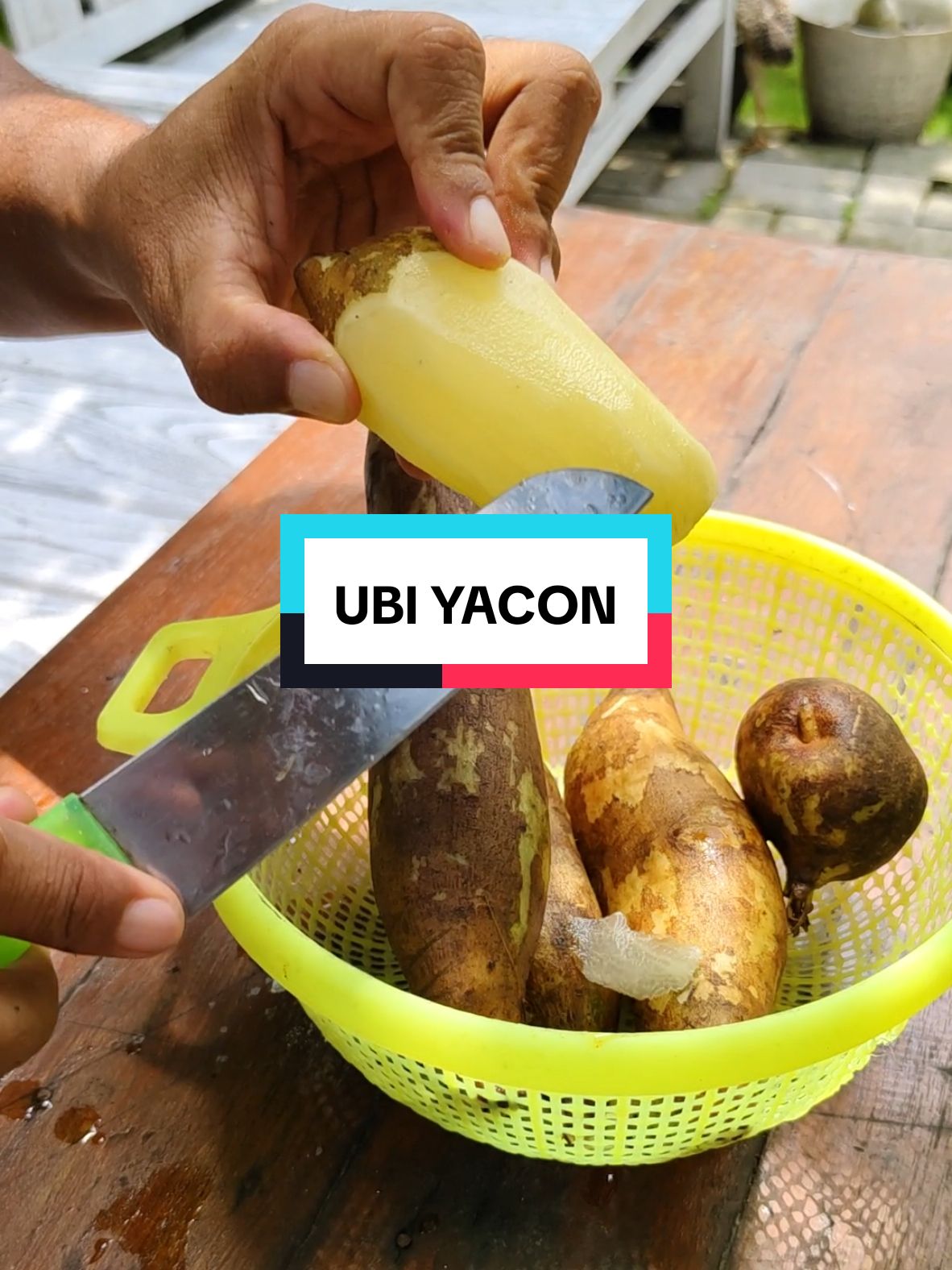 Kalian sudah pernah cobain ubi yacon belum?  #ubi #ubiyacon #zengarden #fyp #viral #trending 