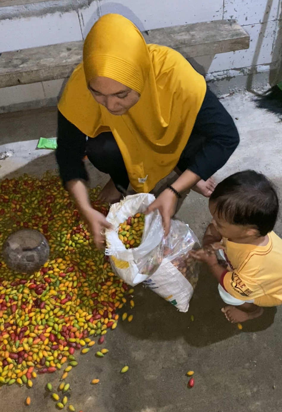 Alhamdulillah panen mlinjo gaes,,,iso gawe tammbah2 tuku rabok,,, #ifaariesika07 #ifagunungkidul #viralgunungkidul #gunungkidulviral #ifagk #panenmlinjo 