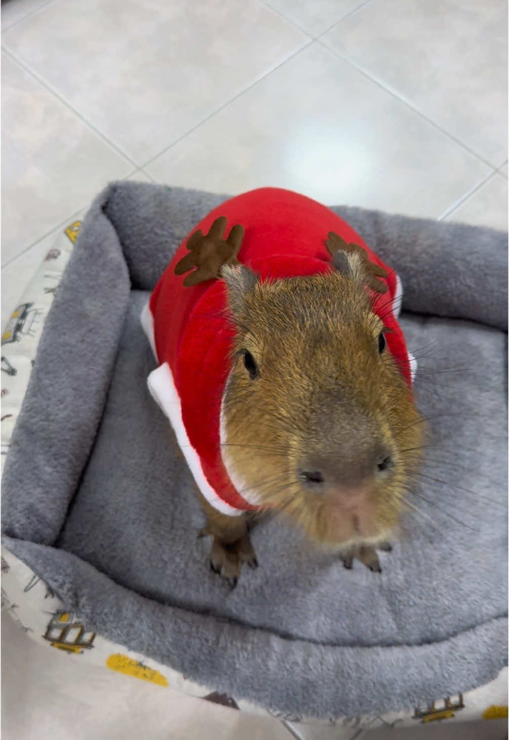 christmas come early🎄🎇 #frankiecapybara #tiktok #tiktoker #capybara #capy #capybaratiktok #capybaramemes #capybaralove#pet #christmas #christmastiktok #2025 #คริสมาสต์ #ติ๊กต๊อก#น่ารัก #meme #สัตว์โลกน่ารัก #สัตว์เลี้ยงtiktok #สัตว์เลี้ยงน่ารัก#คาปิบารา #คาปิบาร่า#หมามะพร้าว #คนไทยรู้ทัน#กะปิปลาร้า